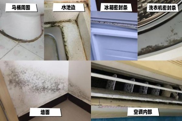 肺上布满菌斑！家里出现「这种黑点」必须赶紧除掉，尤其有孩子