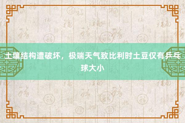 土壤结构遭破坏，极端天气致比利时土豆仅有乒乓球大小